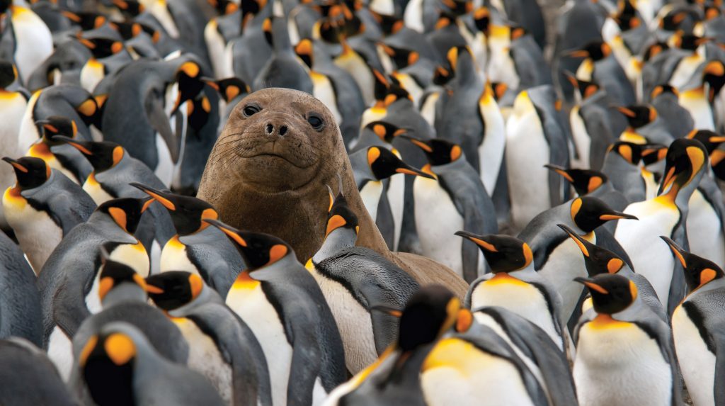 Wild Wildlife