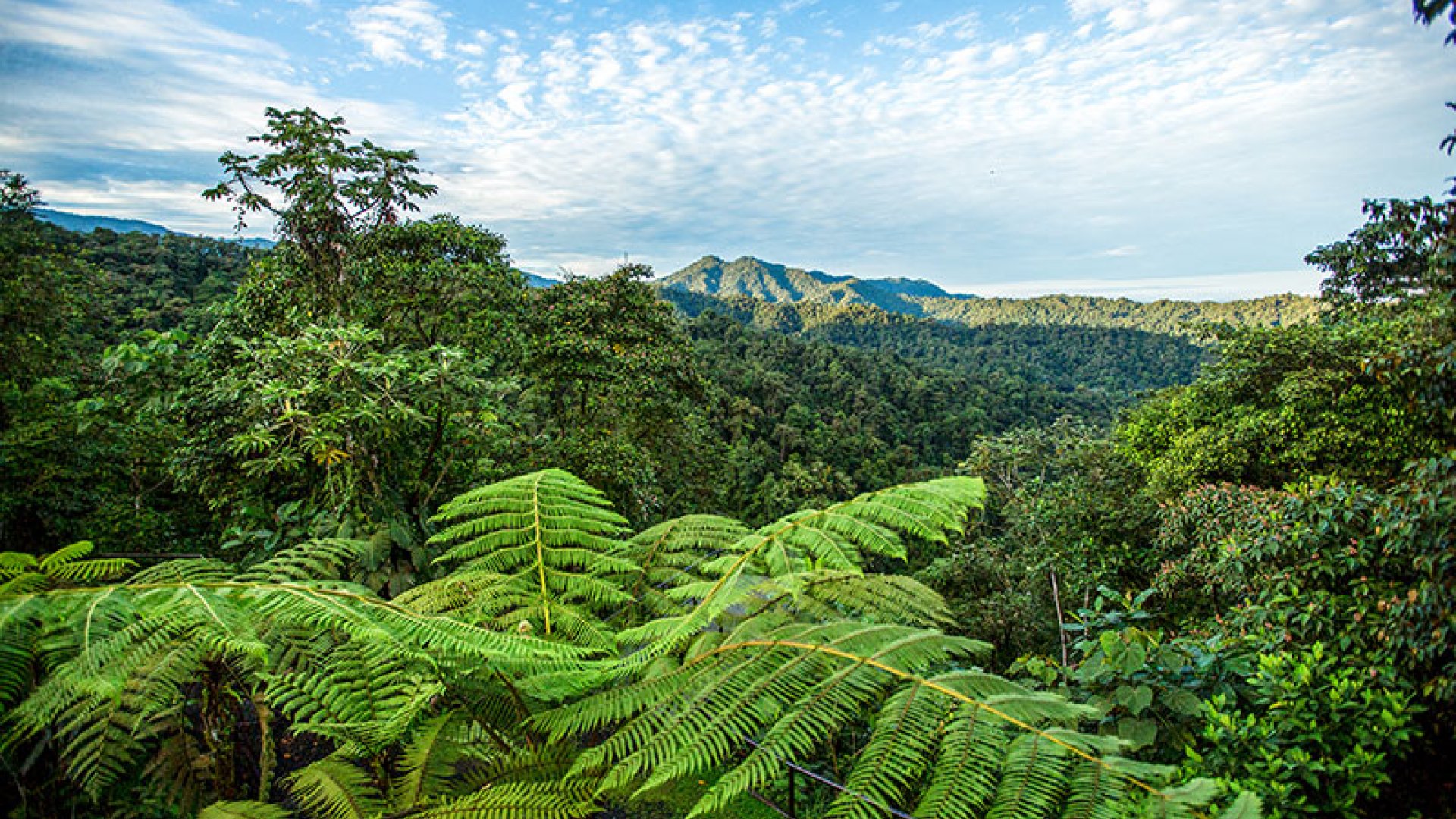 Mashpi Cloud Forest Luxury Lodge
