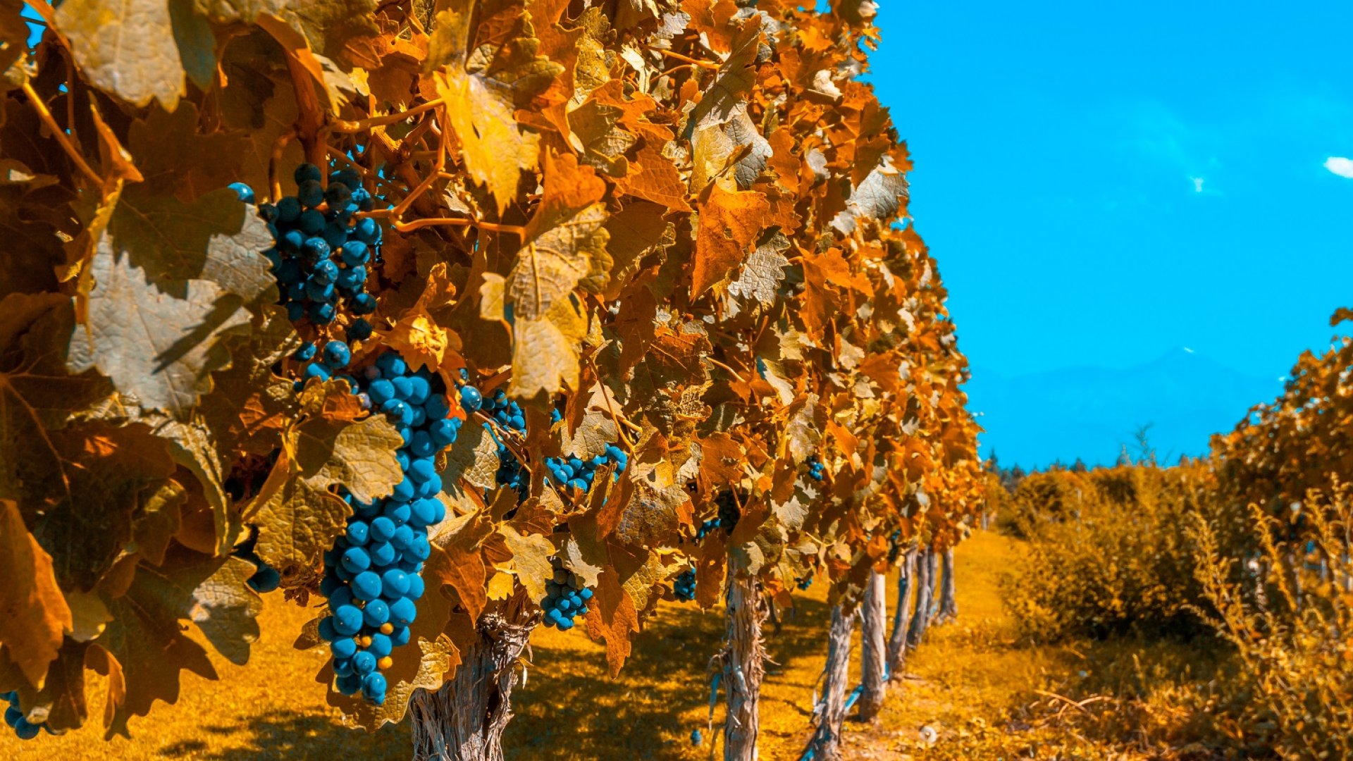 Mendoza Wine Country
