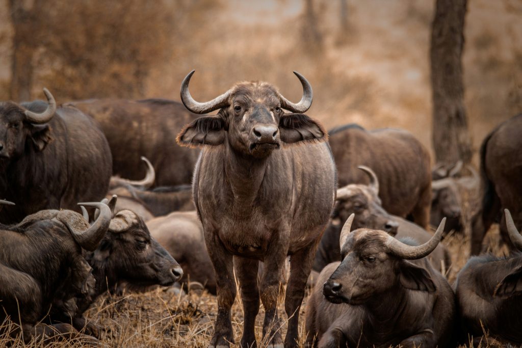 Africa