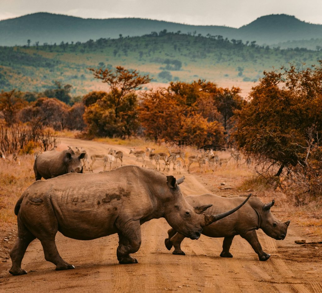 Amazing Africa in 2026